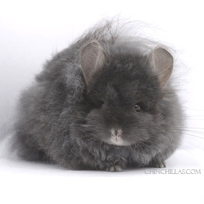 Royal Imperial Angora chinchillas G2 G3